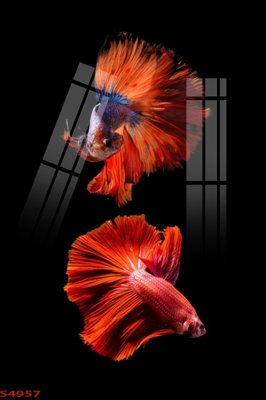 File gốc Tranh hoa sen cá cửu ngư quần hội S4957 (chủ đề hiện đại) trang trí