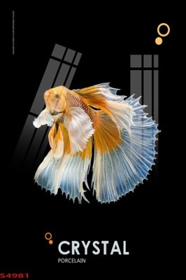 Download file tranh PSD Tranh hoa sen cá cửu ngư quần hội S4981 để chỉnh sửa