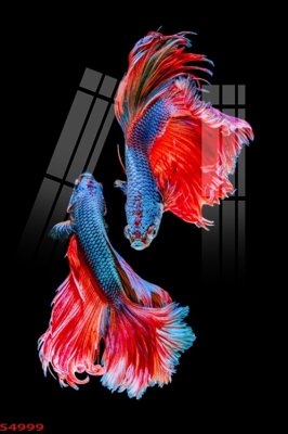 File in trần Tranh hoa sen cá cửu ngư quần hội S4999 (bản gốc) bầu trời