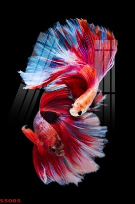 Ảnh gốc file in lụa Tranh hoa sen cá cửu ngư quần hội S5005 chi tiết