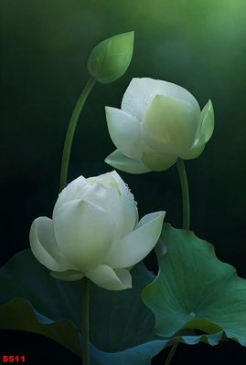 File in mica Tranh cửu ngư quần hội sen cá S511 (bản gốc) làm vách ngăn