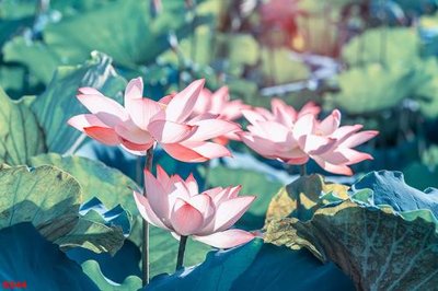 Download file Tranh cửu ngư quần hội sen cá S544 (gốc) in mica bàn thờ