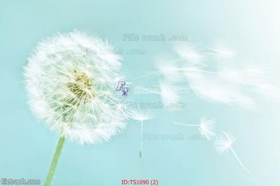 File tranh File hoa trang sức TS1090 (gốc) in vải canvas