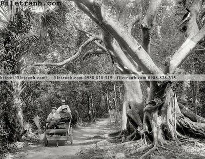 Tải file The Jungle Trail_ 1910 (ảnh gốc) in tranh kính