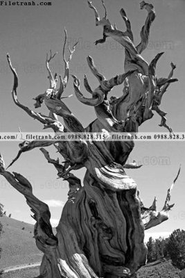 File tranh in tráng gương Toi gian den trang 124 (siêu nét)