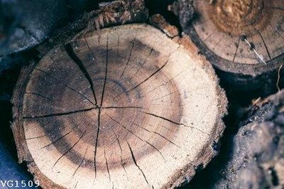 Tải file File in vân gỗ VG1509 (gốc) in nhanh