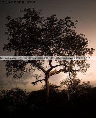 Tải về hình ảnh gốc anh phong canh dung 135 sắc nét