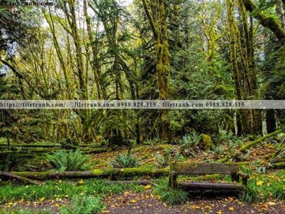 File gốc buc anh ve nguoi chup 571 (ảnh chi tiết) để in trần