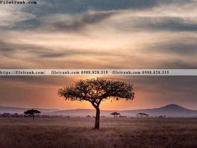 File tranh buc anh ve nguoi chup 611 (gốc) in backlit film