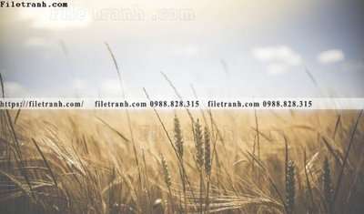 File tranh trang trí buc anh ve nguoi chup 649 (file gốc)