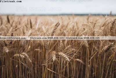 File gốc buc anh ve nguoi chup 678 (ảnh chi tiết) để in ấn