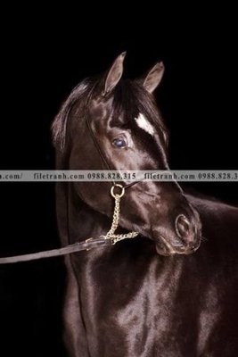 Tải file buc tranh ngua den trang 113 (ảnh gốc) in tráng gương