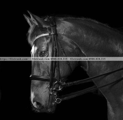 Tải file buc tranh ngua den trang 135 (ảnh gốc) 300dpi buc tranh ngua den trang 135