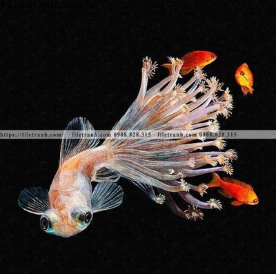 Tải file gốc ca vang mau sac sang trong nhe nhang 119 (bản PSD) gốc