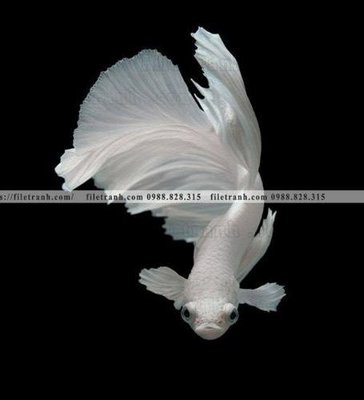 Tải file gốc ca vang mau sac sang trong nhe nhang 120 (bản PSD) còn layer