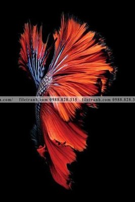 Download file tranh PSD ca vang mau sac sang trong nhe nhang 138 để chỉnh sửa