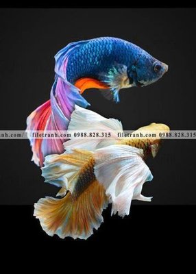 Tải file ca vang mau sac sang trong nhe nhang 144 (gốc) làm file quảng cáo