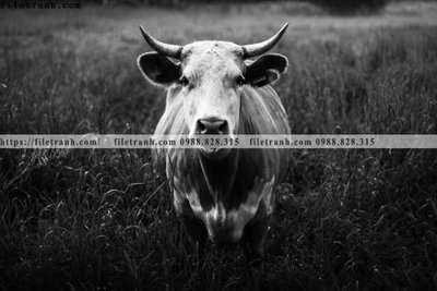 File gốc can canh chup anh dong vat den trang 202 (PSD/TIFF) độ phân giải cao