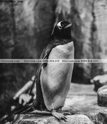 Chi tiết file gốc can canh chup anh dong vat den trang 204 (cho in tráng gương)