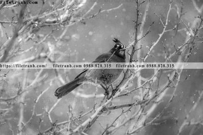 Tải file can canh chup anh dong vat den trang 215 (ảnh gốc) in tráng gương