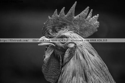 File gốc can canh chup anh dong vat den trang 216 (AI/EPS) cho in ấn