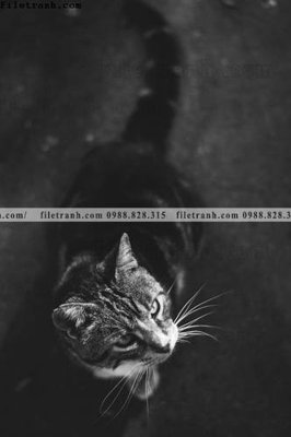 Download file gốc can canh chup anh dong vat den trang 221 (độ nét cao)