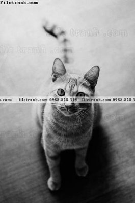 Tải file tranh gốc can canh chup anh dong vat den trang 223 chất lượng cao