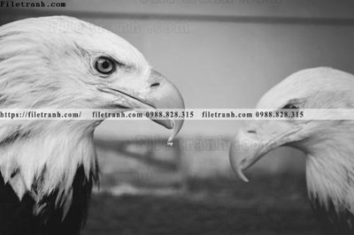 Tải file can canh chup anh dong vat den trang 224 (PSD) cho in tranh 3D