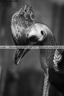 Tải file can canh chup anh dong vat den trang 228 (gốc) in ấn ngay lập tức