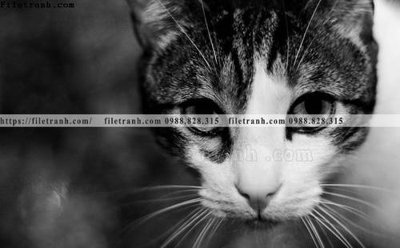 File tranh ảnh gốc can canh chup anh dong vat den trang 229 dùng cho in khổ lớn