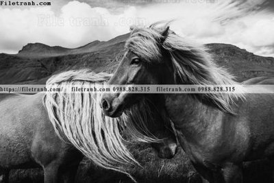 File ảnh gốc can canh chup anh dong vat den trang 231 (chuyên in mica)