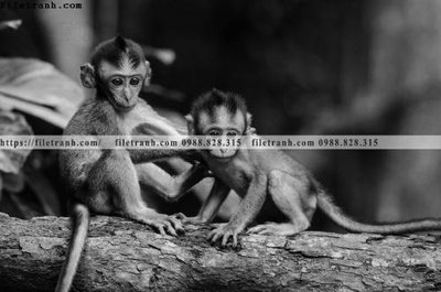 Hình ảnh file gốc in lụa can canh chup anh dong vat den trang 232