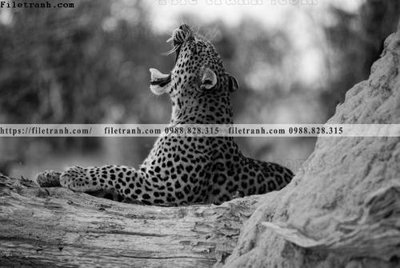 File gốc can canh chup anh dong vat den trang 237 (in lụa) tranh phong thủy