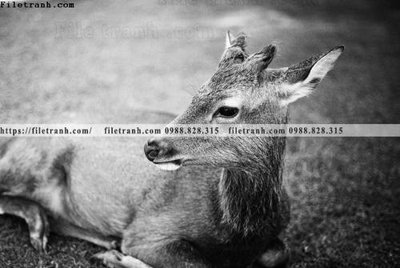 Tải về file gốc can canh chup anh dong vat den trang 238 (chuẩn in ấn)