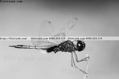 File gốc can canh chup anh dong vat den trang 239 (trang trí) phòng trẻ em