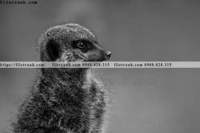 File PSD in ấn can canh chup anh dong vat den trang 244 (chất lượng cao)