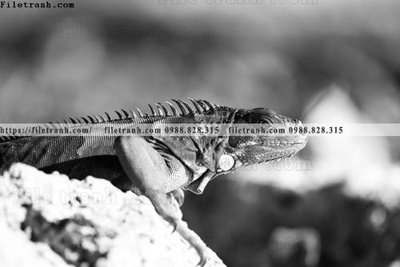 File ảnh gốc can canh chup anh dong vat den trang 248 (chuyên in mica)