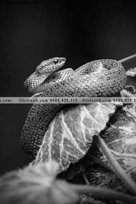 File gốc can canh chup anh dong vat den trang 249 (in lụa) tranh mã đáo