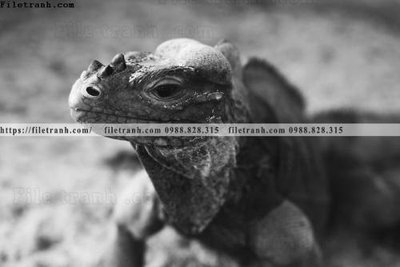 Download file gốc can canh chup anh dong vat den trang 250 (độ nét cao)