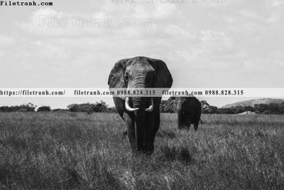 Tải về file gốc can canh chup anh dong vat den trang 252 (dùng cho in quảng cáo)