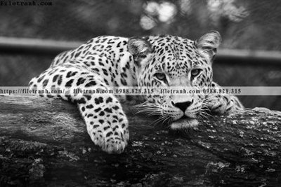 File tranh gốc can canh chup anh dong vat den trang 259 (bản đẹp) độc quyền