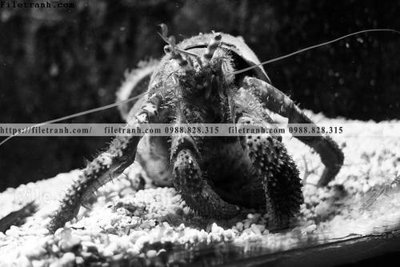 Hình ảnh file gốc in trần nhà can canh chup anh dong vat den trang 263