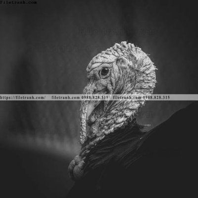 Tải file gốc can canh chup anh dong vat den trang 265 (in tráng gương) 3DFile gốc can canh chup anh dong vat den trang 265 (sẵn sàng in) chất lượng cao