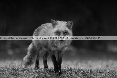 File tranh can canh chup anh dong vat den trang 267 (gốc) chủ đề trẻ em