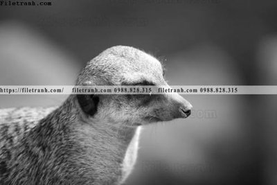 File in lụa can canh chup anh dong vat den trang 273 (hoa văn) can canh chup anh dong vat den trang 273