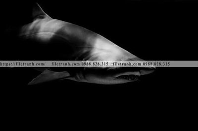 Tải file can canh chup anh dong vat den trang 280 (PSD) cho in tranh kính