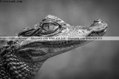 Download file can canh chup anh dong vat den trang 286 (gốc) in mica cao cấp