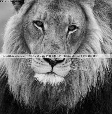 File in mica can canh chup anh dong vat den trang 288 (bản gốc) sắc sảo