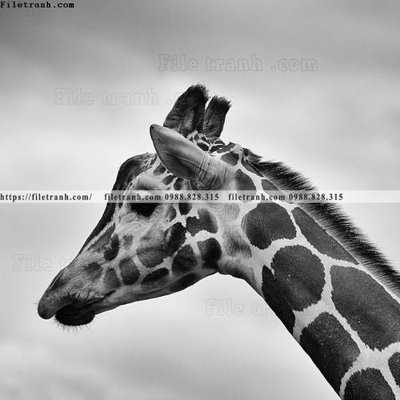 File gốc can canh chup anh dong vat den trang 289 cho in ấn và thiết kế