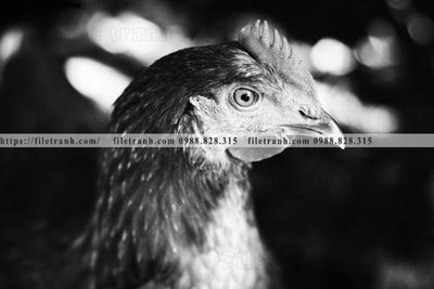 Ảnh mô tả file gốc in mica can canh chup anh dong vat den trang 290